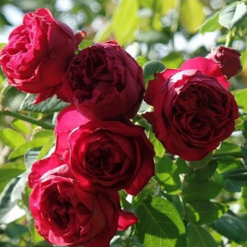 Ред эден роуз роза фото и описание